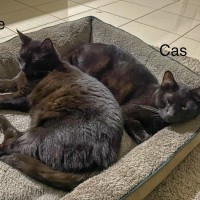 Photo of Cas & Frankie