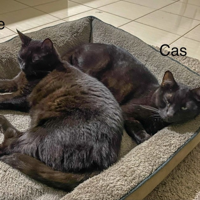 Photo of Cas & Frankie