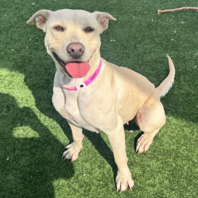 Photo of Loyalty Imp 2059