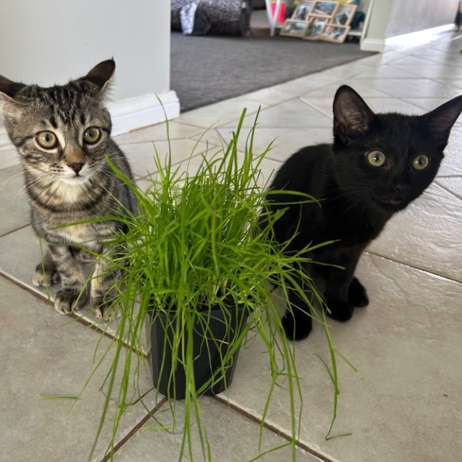 Photo of Nightfury And Horizon 