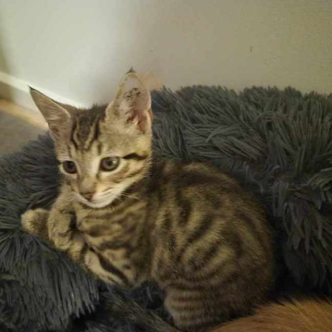 Photo of Killy ** 2nd Chance Cat Rescue **