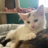 Photo of Pearl   Reduced Adoption Fee