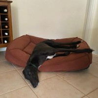 Photo of Mason, The Greyhound 