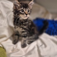 Photo of Tiger