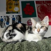 Photo of Oreo