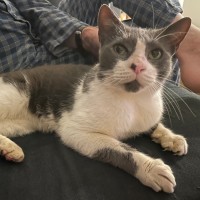 Photo of C1602 Mr Cat