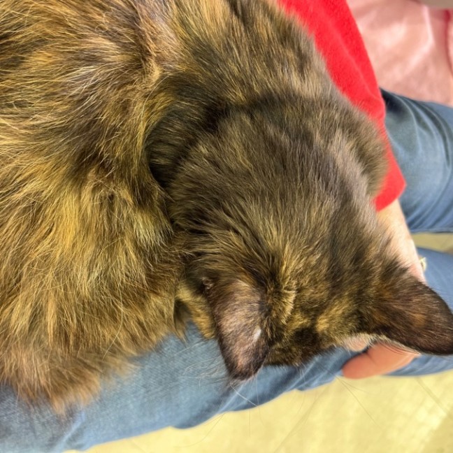 Photo of Kitsu *9 Lives Project Rescue*