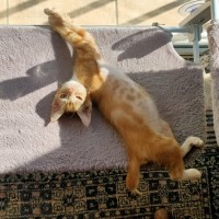 Photo of Peanut