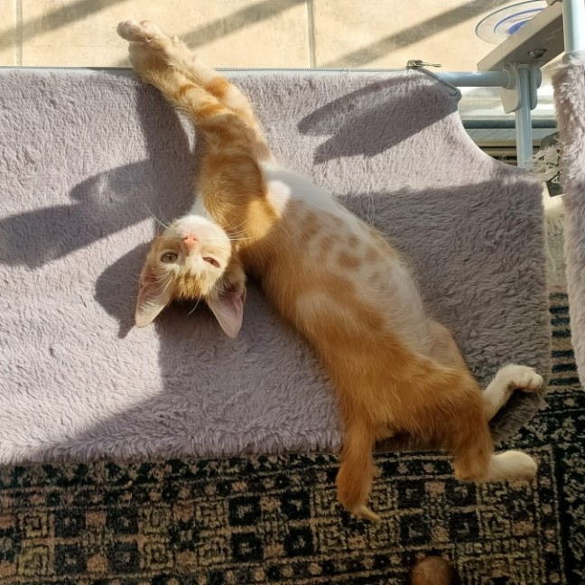 Photo of Peanut