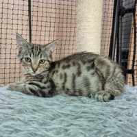 Photo of Pita ** 2nd Chance Cat Rescue** 