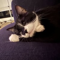 Photo of Daisy