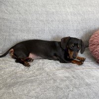 Photo of Sequin