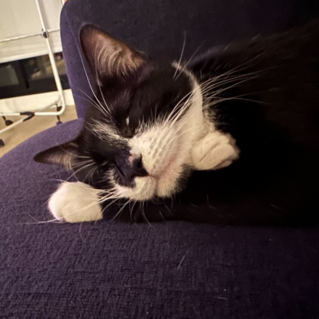 Photo of Daisy