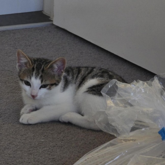 Photo of Meowcolm ** 2nd Chance Cat Rescue **