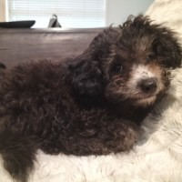 Photo of Michelangela