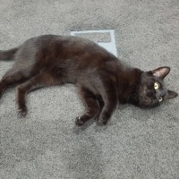 Photo of Gracie