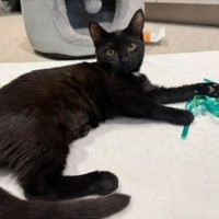 Photo of Slinky