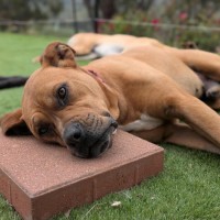 Photo of Oscar