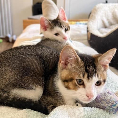 Frankie & Freddie - Domestic Short Hair (DSH) Cat