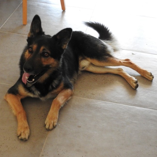 Photo of Buddy