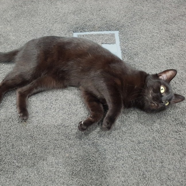 Photo of Gracie