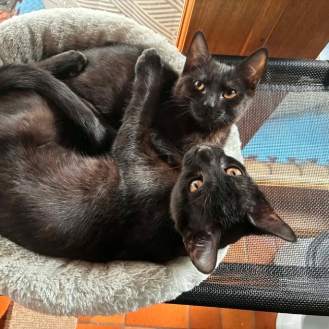 Photo of Onyx   In Foster Care In Eltham