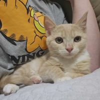 Photo of Puddles