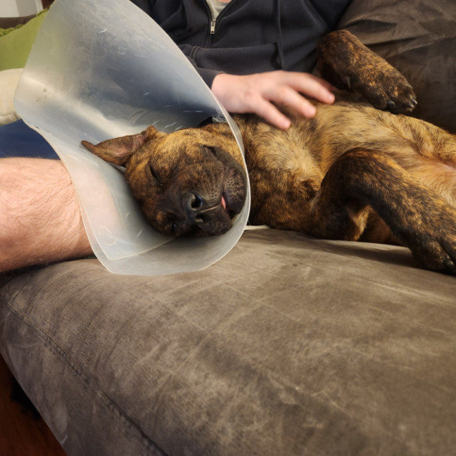 Photo of Maverick 🐴 1.5yo, Staffy X Rotti(on Trial 8/11/25