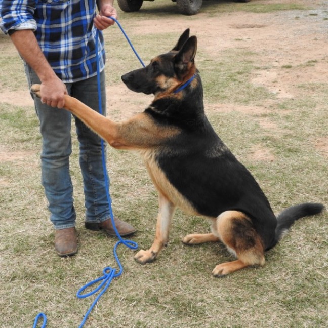 Photo of Bluey