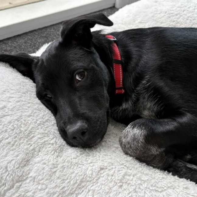 Photo of Chantilly Lace