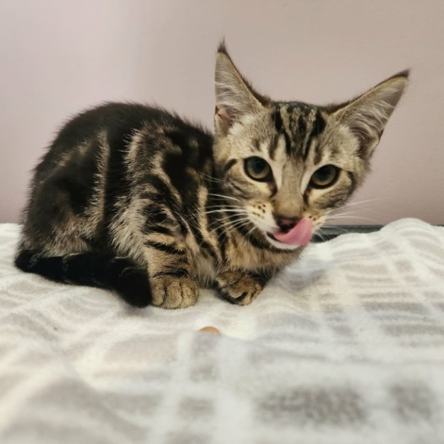 Photo of Ana   In Foster Care In Templestowe