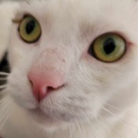 Photo of Tim Tam & Kit Kat