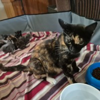 Photo of Madame Mary ** 2nd Chance Cat Rescue**