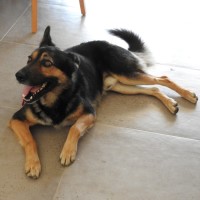 Photo of Buddy