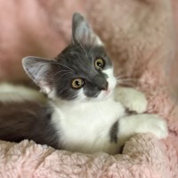 Photo of 🩷 Coco 🩷