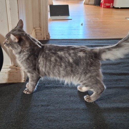 Oliver - Domestic Short Hair (DSH) Cat