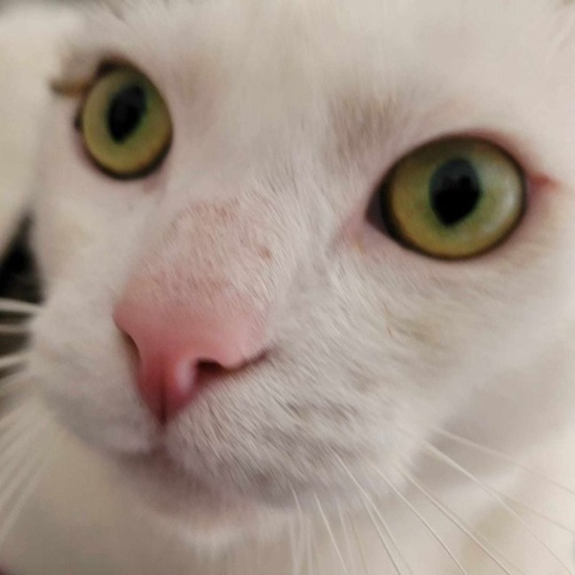 Photo of Tim Tam & Kit Kat