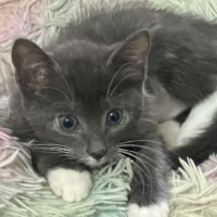 Photo of Grayson 🧵😽