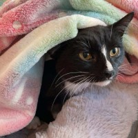 Photo of Dash