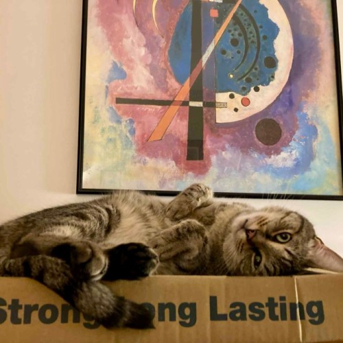 Boris - Domestic Short Hair (DSH) Cat