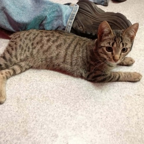 Shira  - Domestic Short Hair (DSH) Cat