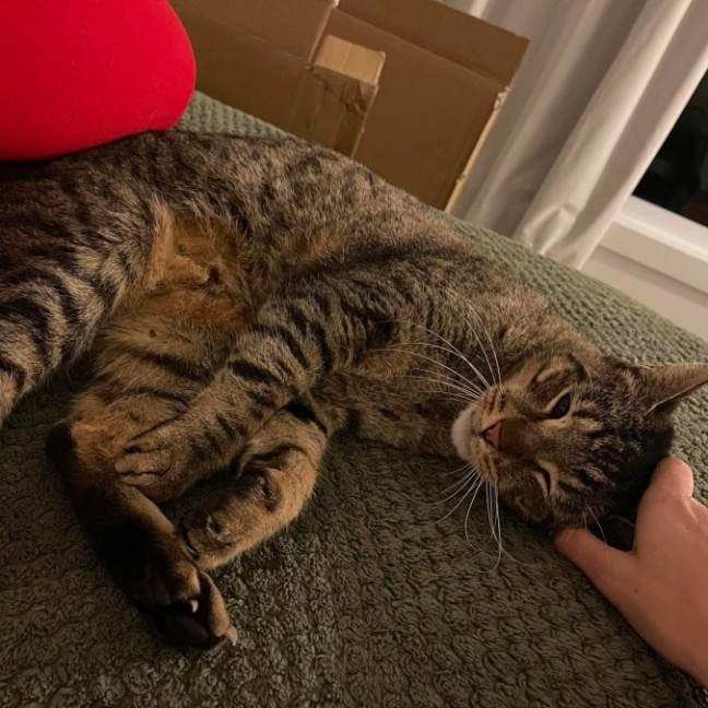 Photo of Smokey