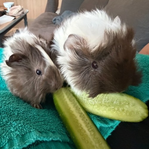 Sam & Dean - Abyssinian Guinea Pig