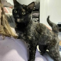 Photo of Ruby   In Foster Care In Bentleigh East