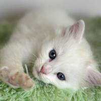 Photo of 🧡 Smudge 🧡