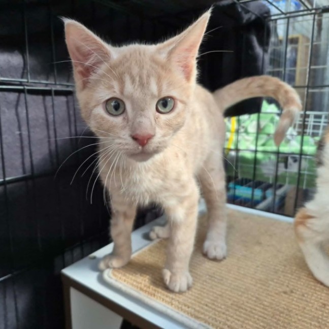 Photo of Cooper ** 2nd Chance Cat Rescue **