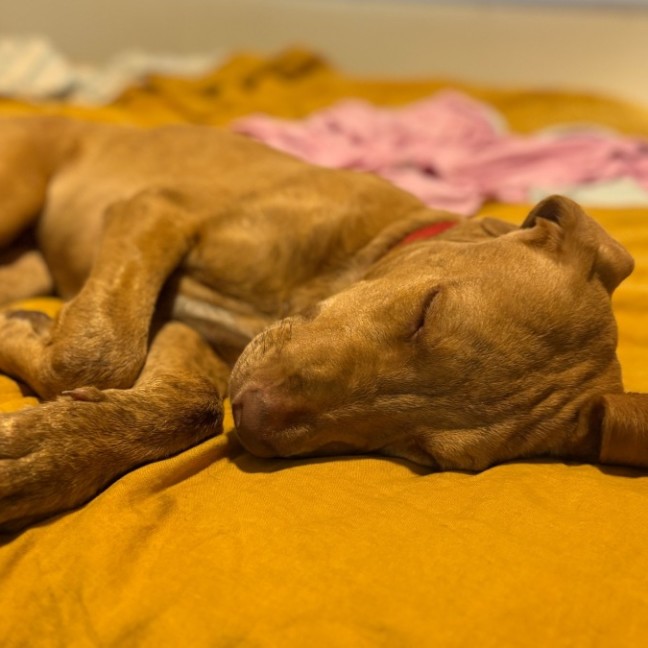 Photo of Woody   1 Year Old Mixed Breed