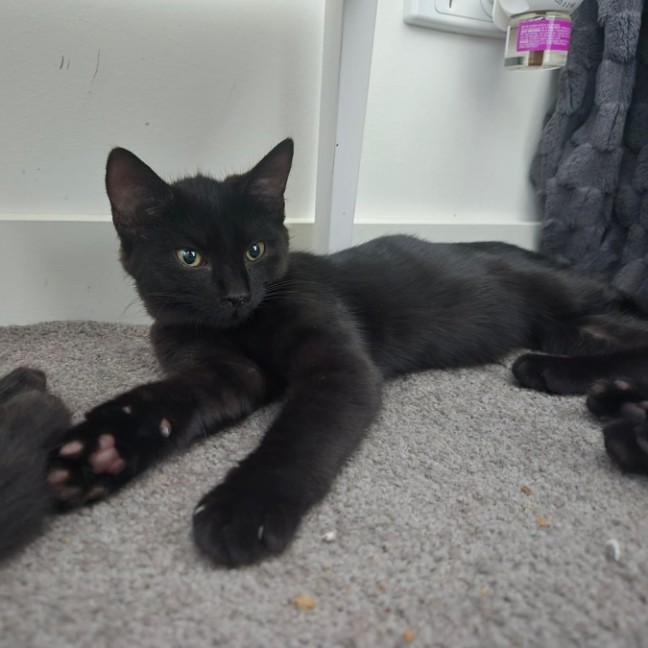 Photo of Cherry 🍒