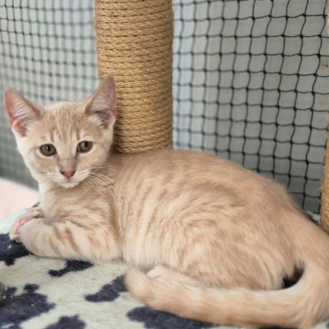 Photo of Chandelier **2nd Chance Cat Rescue**