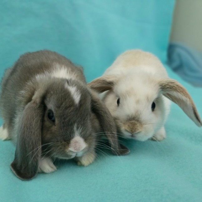 Photo of ⛈️thunder & Lightning⛈️